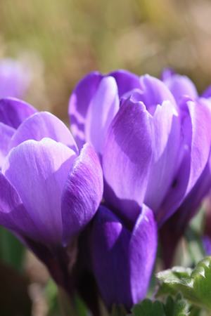 Crocus i hagen på Syverud gård. Foto: Camilla Hesby Johnsen